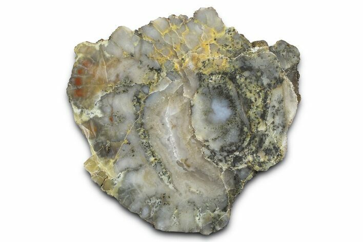 Dinosaur Coprolite Nodule Slice - Utah #372714